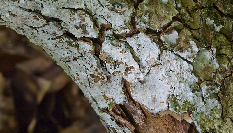 Lyomyces sambuci